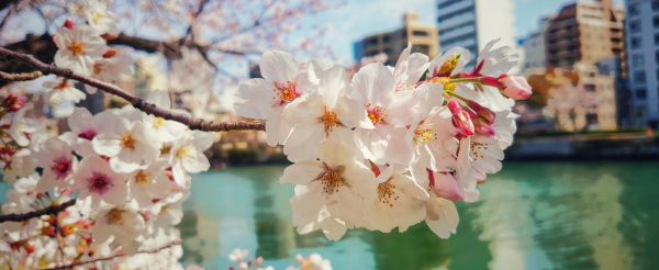 日本100名城~廣島城→大名庭園~縮景園→平和記念公園櫻花大道→廣島本通商店街